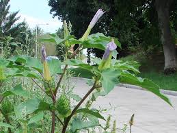 Image result for durman obecný květ