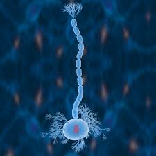 Nerve Cells Neuron 3d Model Neurons Nerve Cell Nerve