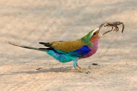 They hunt prey on the ground. Brave Little Guy Amazing Images Of Lilac Breasted Roller Enjoying A Deadly Dinner Caters News Agency