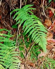 Image result for Dryopteris athamantica