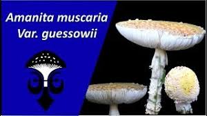 Learn how your comment data is processed. The American Yellow Fly Agaric Amanita Muscaria Var Guessowii The Yellow Mushroom With White Spots Youtube