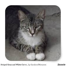 Black And White Striped Cat A Grey And White Tabby Cat Sticker Designed By Garden Of Moments Grey And White Cat Russian Blue Cat Tabby Cat