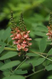 Image result for Indigofera subulata