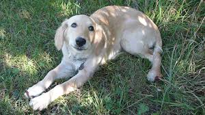 Golden Retriever Melissa Hardy