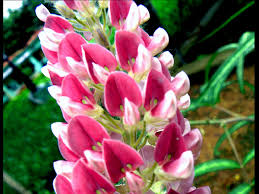 Image result for Uraria picta