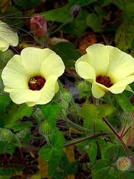 Image result for Pavonia