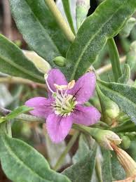 Image result for Lycium