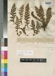 Image result for Mohria vestita