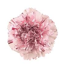 Love flowers quotes is a compilation of images with qoutes of love flowers. Pin On Flowers I Love