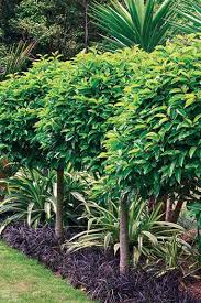 Standard Portuguese Laurel Laurel Nznativegardenlandscapedesign Portuguese Standard Naturnaher Garten Gartendesign Ideen Gartenhecke