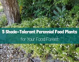 Astilbe needs shade so its pretty flower plumes won't fry in the sun. 5 Shade Tolerant Perennial Food Plants For Your Food Forest