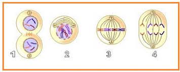 Contoh soal biologi kelas 12 #2 →. Biologi Gonzaga Ulangan Harian Biologi Reproduksi Sel