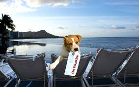 Cost to microchip a pet ranges widely from $20 to $75, including registration. Pet Hotels And Pet Sitting Where Your Pet Should Holiday In Uae The Money Doctor