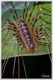House Centipede Scutigeridae Weird Insects Cool Insects Arthropods