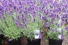 Dried lavender flowers from our farm in provence, france, are perfect for potpourris, pillow fillings and they can also be used at weddings instead of throwing rice. Benefits Of Lavender Hgtv