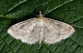 Image result for Anania perlucidalis