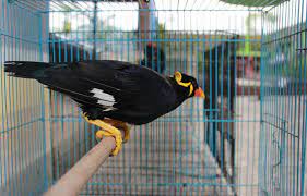 We did not find results for: Ini Manfaat Hobi Memelihara Burung Kaba12 Com