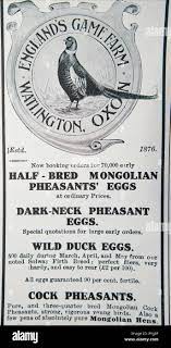 An old advert for England's Game Farm selling pheasant and duck eggs for  rearing. From a British magazine from the 1914-1918 period. England UK GB  Stock Photo - Alamy