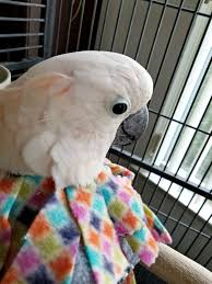 Birds Be Safe Collar Velcro Closure Cone Unruffledrx Fleece Bird Collar Bird Collar Parrot Pet Parrot