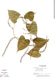 Image result for Dioscoreaceae