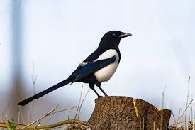 Vogelwelt Im Eigenen Garten Elster Das Haus Wirbellose Tiere Vogelwelt Elster