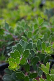 Image result for Aeollanthus myrianthus