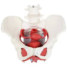 Sagittal plane through the female pelvis. Gelsonlab Hsbm 117 Anatomy Model Of Female Pelvis Pelvic Floor Muscles And Reproductive Organs Removable Organs Include Uter Buy Female Pelvis Model Female Pelvic Anantomical Model Teaching Female Pelvis Model Product On Alibaba Com