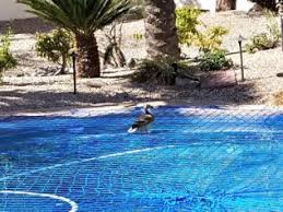 That clear, cool swimming pool in your backyard is an oasis to humans and animals alike. How To Keep Ducks Out Of A Swimming Pool Katchakid