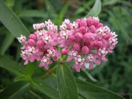 Asclepias Incarnata Bring Back The Monarchs Asclepias Incarnata Asclepias Milkweed