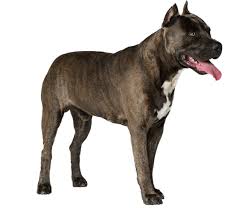 The american staffordshire terrier's muscled build and protective instinct should make strangers beware, yet with their own family they are a variety of breeds were used to develop the amstaff including the bull terrier, the old english white terrier, the black and tan, the bulldog. American Staffordshire Terrier Dog Breed Facts And Information Wag Dog Walking