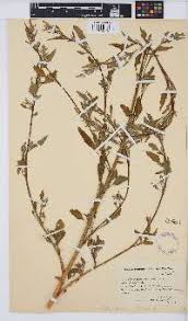 Image result for Cyathula orthacantha