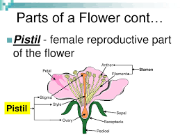 Most seeds transform into fruits and vegetables. Examining Parts Of A Flower Ppt Download