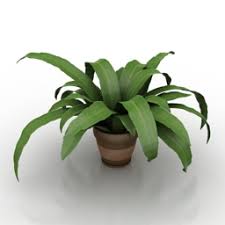 Besides the latin name, we will also give you common names, brief description, and taxonomy of your plant. 3d Plants Models Free Download Downloadfree3d Com