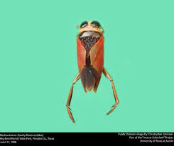 Image result for Notonectidae