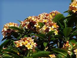 Image result for Plumeria rubra