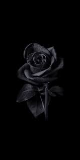 Please contact us if you want to publish a black aesthetic. Black Rose Wallpaper Enjpg