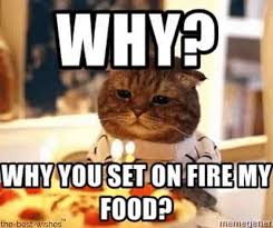 Meme Creation Birthday Meme Cat Funny Teddy bears and panda funny as well as cute 16.