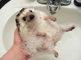 This will allow them to adjust and become more comfortable before the bath begins. 53 Bathing Animals That Will Splash A Smile On Your Face Bored Panda