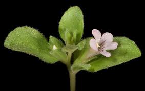 Image result for Anisosepalum