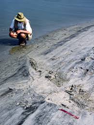 Emory Magazine: Winter 2008: Tracking Ancient Life