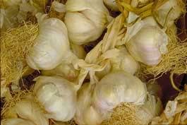 Key points garlic trials are underway at a training farm in a remote central australian community central australian garlic can be harvested earlier than in traditional growing areas How To Make 40 000 Growing Garlic Profitable Plants