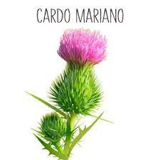 Maybe you would like to learn more about one of these? Cardo Mariano Que Es Y Donde Encontrarla Protege Tu Higado