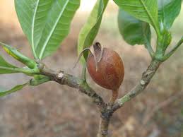 Image result for Gardenia resinifera