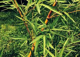 Super easy to do and has a modern, scandi design. Bamboo Nurseries Of America Bambu Batu
