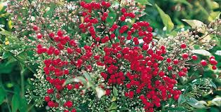 Per questo il ligustro è la pianta ideale per siepi da giardino fiorite. Siepe Sempreverde Fiorita Tutti I Consigli Per La Coltivazi