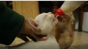 Kucing kalian bosan dengan makanan siap saji itu? Tips Membuat Dot Susu Kucing Dari Botol Bekas Rekomendasi Untuk Bayi Kucing Tanpa Induk Tribun Jogja