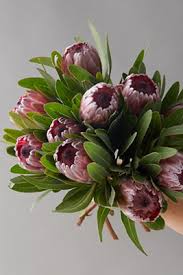 Image result for Protea argyrea
