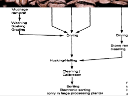 Bright arabica is the most common. Coffee Processing Technology