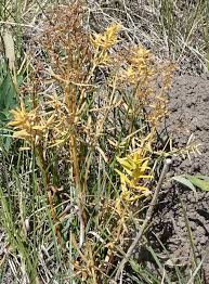 Image result for Galium stenophyllum