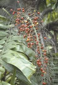 Image result for Aiphanes horrida